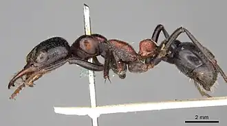 Myrmecia aberrans