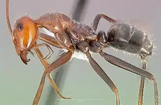 Myrmecocystus mendax