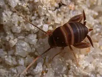Сверчок Myrmecophila acervorum