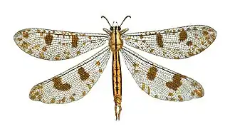 Муравьиные львы (род)