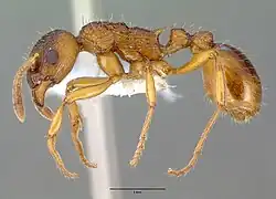 Рабочий сбоку