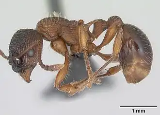 Рабочий муравей Myrmica schencki