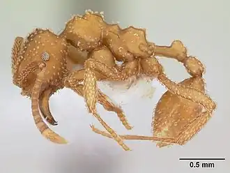 Myrmicocrypta squamosa