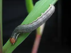 Гусеница восточной луговой совки