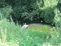 Речка в деревне Язёво