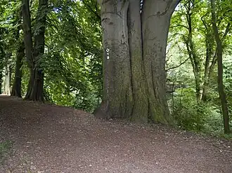 Велосипедная дорожка на Каленберге