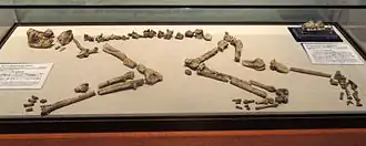 Скелет Nacholapithecus kerioi в музее Университета Киото