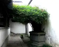 Выращенная Мао Дунем нандина