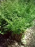 Щитовник австрийский (Dryopteris dilatata)