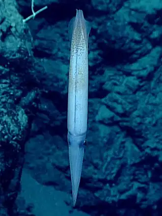 Narrowteuthis nessisi