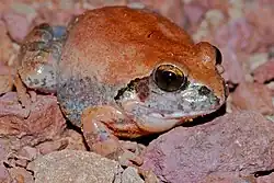 Южноафриканская лягушка