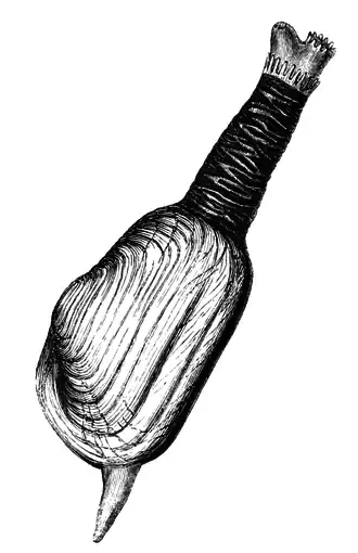 Рисунок моллюска с выдвинутыми сифоном и ногой
