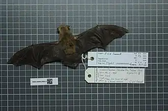 Pipistrellus somalicus