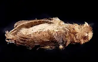 Музейный экземпляр