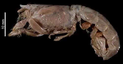 Neaxius acanthus, вид сбоку (шкала: 10 мм)