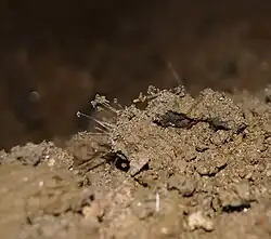 Игольчатые кристаллы гипса