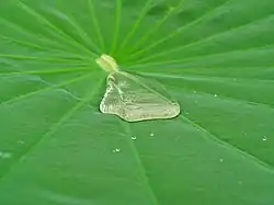 Гидрофобная поверхность листа