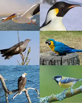 Левый столбец: розовый пеликан, обыкновенная кукушка, Белоголовый орлан; Правый столбец: императорский пингвин, сине-жёлтый ара, большая синица.