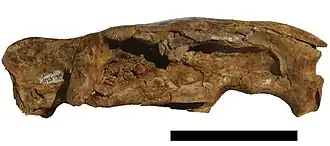 Ископаемый череп Neoepiblema acreensis. Длина отрезка 10 см