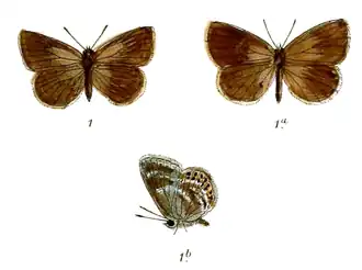 Neolycaena sinensis