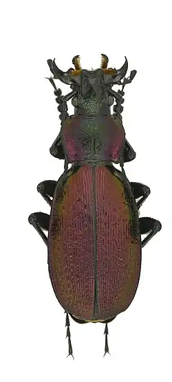 Carabus ibericus