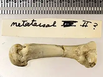 Neotamandua borealis, ископаемая кость из Колумбии