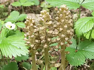 Гнездовка настоящая — типовой вид типового рода трибы