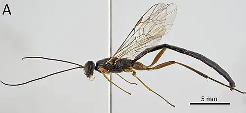 Neoxorides striatus