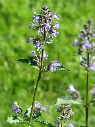 Котовник (Nepeta sibirica)