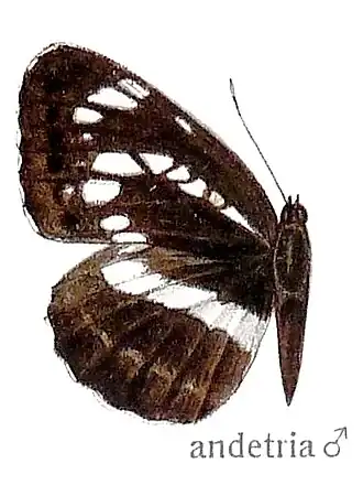 Пеструшка андетрия