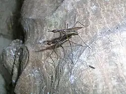 Спаривание Nereiidae