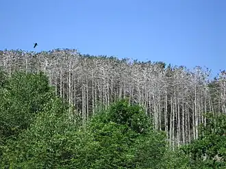 Мертвый лес