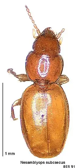 Nesamblyops subcaecus