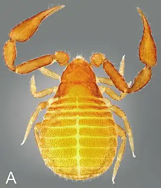 Cheiridiidae
