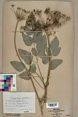 L. latifolium в коллекции Гербария университета Невшателя