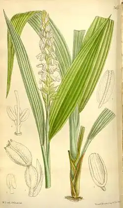 Neuwedia griffithii Ботаническая иллюстрация из книги Curtis’s botanical magazine vol. 121 ser. 3 nr. 51 tabl. 7245, 1895 г.