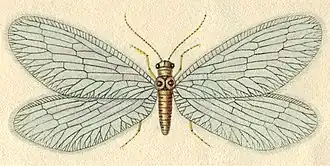 Nevrorthus iridipennis