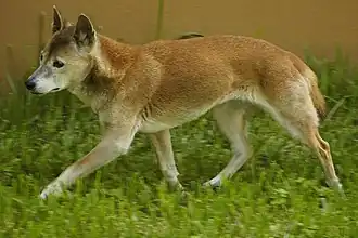 Новогвинейская поющая собака