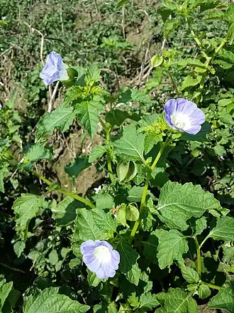 Никандра физалисовидная