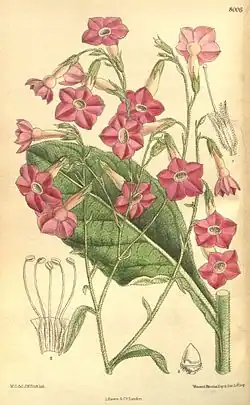 Табак Форгета