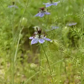 Nigella hispanica var. hispanica