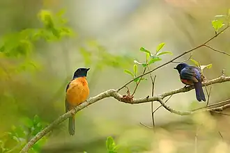 Нильтава Свайна