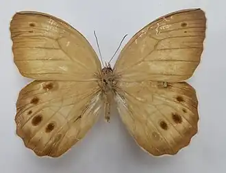 Бархатница Шренка