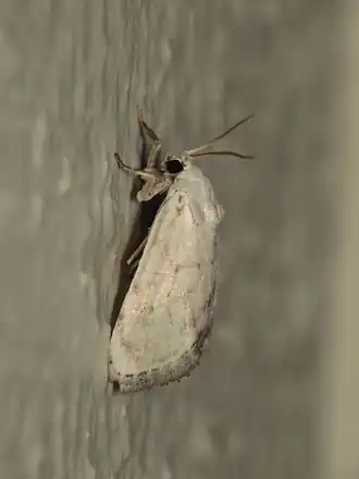 Niphopyralis chionesis