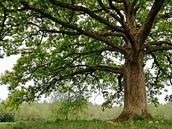 Большой дуб в Верховье