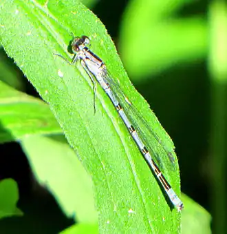 Самец, Оттава, Онтарио