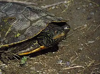 Географическая черепаха