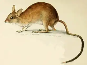 Notomys longicaudatus