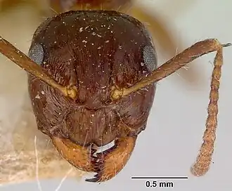 Муравей Notoncus ectatommoides