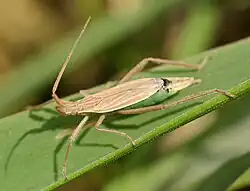 Notostira elongata